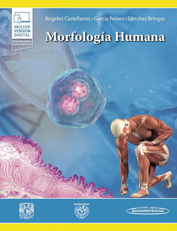 Morfología humana